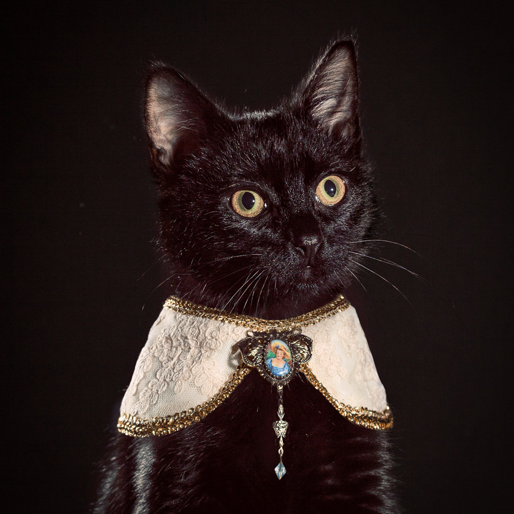 The Elizabethan Cat Collars Ad Campaigns