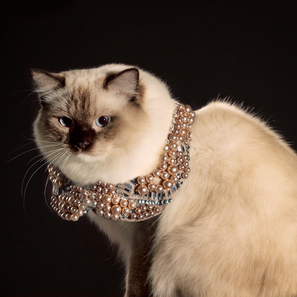 The Elizabethan Cat Collars Ad Campaigns